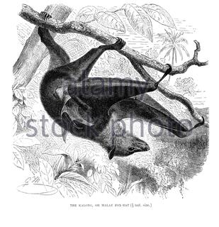 Kinong ou Malay Fox Bat, illustration ancienne de 1893 Banque D'Images