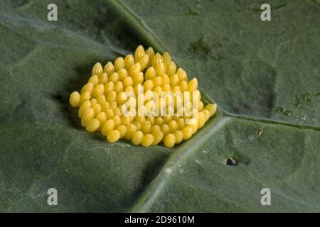 Un radeau de nombreux grands papillons blancs (Pieris brassicae) oeufs récemment pondus sur une feuille de chou, Berkshire, juillet Banque D'Images