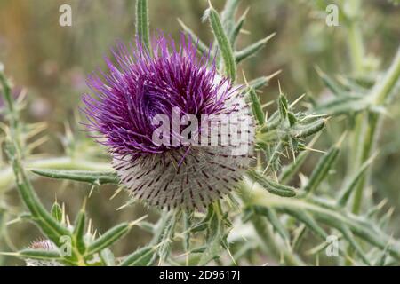 Fleur de chardon laineux (Cirsium eriophorum), inflorescence cymose, globulaire avec cheveux, épines et plusieurs fleurs de disque pourpre, Berkshire, juillet Banque D'Images