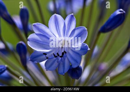 Fleurs de nénuphars africains (Agapanthus sp.) portées sur une ombelle rétro-éclairée par le soleil bleu pâle avec des veines sombres et des anthères tournées, Berkshire, août Banque D'Images