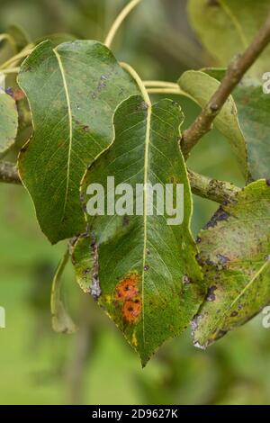 Rouille de poire européenne ou rouille de trellis de poire (Gymnosporangium sabinae) lésions sur la surface supérieure d'une feuille de poire, Berkshire, septembre Banque D'Images