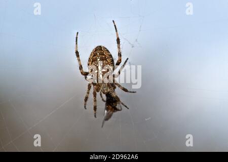 11/01/2020, le Schleswig, une araignée de jardin (Araneus diadematus) mange sa proie dans la toile d'araignée, une mouche sur une belle journée d'automne en novembre 2020 au Schleswig. Classe: Arachnida, ordre: araignées internet (Araneae), subordination: Araignées Internet réelles (Araneomorphae), famille: Araignées Internet réelles (Araneidae), genre: araignées de jardin (Araneus), espèce: araignée de jardin | usage dans le monde entier Banque D'Images