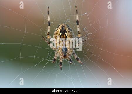 01.11.2020, Schleswig, une araignée de jardin (Araneus diadematus) dans le réseau d'araignées lors d'une belle journée d'automne en novembre 2020 au Schleswig. Classe: Arachnida, ordre: araignées internet (Araneae), subordination: Araignées Internet réelles (Araneomorphae), famille: Araignées Internet réelles (Araneidae), genre: araignées de jardin (Araneus), espèce: araignée de jardin | usage dans le monde entier Banque D'Images