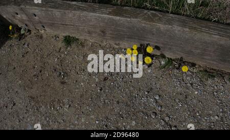 Fleur de pied de coltsfoot sur le bord d'un chemin Banque D'Images