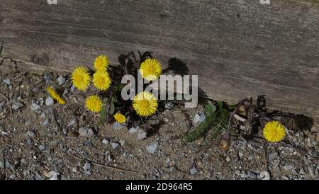 Fleur de pied de coltsfoot sur le bord d'un chemin Banque D'Images