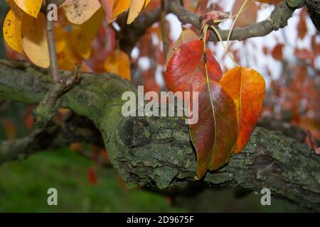 vue rapprochée des feuilles de persimmon dans les couleurs d'automne d'un branche de l'arbre Banque D'Images