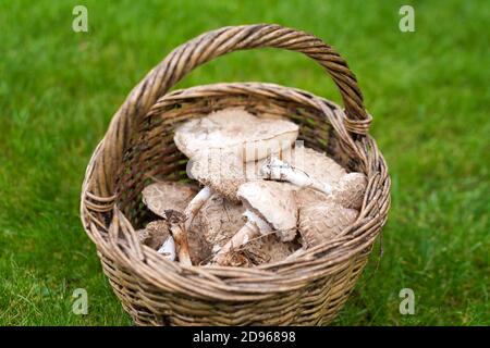 Champignons sauvages fraîchement cueillis dans la forêt locale. Champignons comestibles dans un panier en osier sur une herbe verte. Délicieux champignons biologiques pour la cuisine Banque D'Images