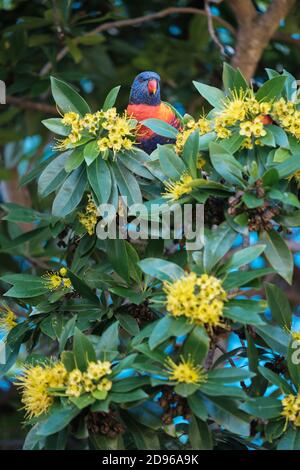 Arc-en-ciel australien Lorikeet, perroquet, dans son habitat naturel perché dans un arbre de Penda doré en pleine floraison enjyant la vue d'en haut Banque D'Images