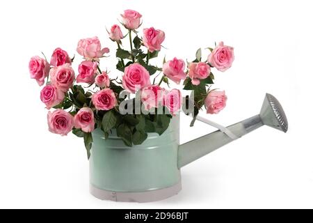 Bouquet de roses dans un pot d'eau. Décoration, studio. Banque D'Images