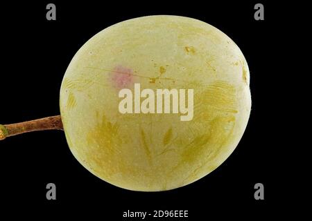 Prunus domestica ssp syriaca, Mirabelle prune, Mirabelle, gros plan, fruit Banque D'Images