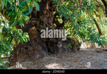 Phytolacca dioica, communément appelé ombú, dans le monastère de la Cartuja à Séville, en Espagne. Mise au point sélective sur le tronc. Banque D'Images