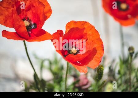 Gros coquelicots rouges en fleur sur fond lumineux Banque D'Images