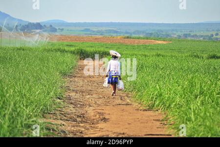 Une femme transportant des grcoeries rentre chez elle à travers un champ de canne à sucre dans la ville de Pongola, dans la partie nord de la province de KwaZuluNatal, en Afrique du Sud. Banque D'Images