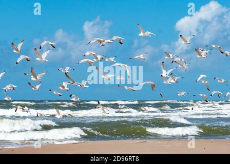 De magnifiques mouettes à tête noire volent ensemble sur la mer agitée avec des vagues Banque D'Images