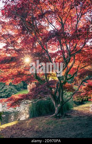 Sheffield Park Garden est un jardin paysager informel situé à huit kilomètres à l'est de Haywards Heath, dans l'est du Sussex, en Angleterre. Il a été initialement prévu dans le 18 Banque D'Images