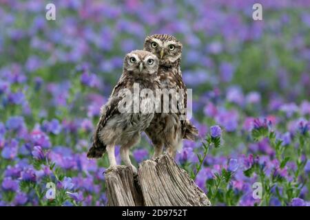 Petit hibou (Athena noctua) perchée sur un poteau dans la campagne britannique