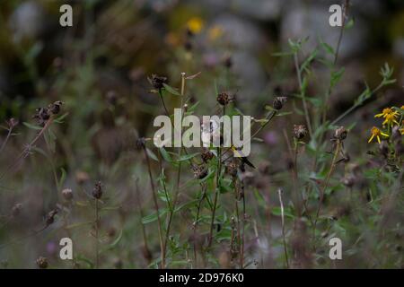 Goldfinch (Carduelis carduelis), jeunes oiseaux qui se nourrissent de semences dans un jardin rural, Dumfries, SW Écosse Banque D'Images