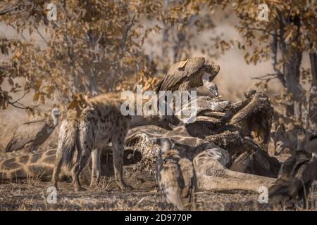 Hyena tachetée chassant des vautours à dos blanc d'une carcasse dans le parc national Kruger, Afrique du Sud ; espèce Crocuta crocuta famille de Hyaenidae