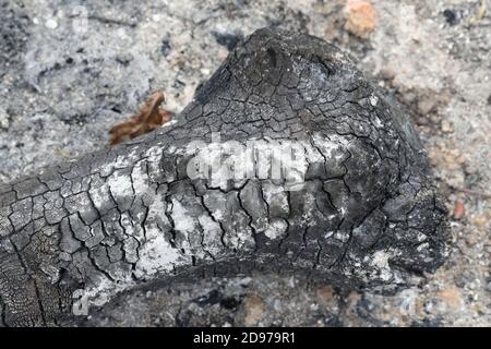 Bois brûlé éteint, feu de camp brûlé. Les textures, les répétitions et les marques de contrainte restent. Nuances de gris à noir, carbone, cendres, cendres résultant. Banque D'Images