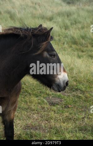 Cheval brun avec Mane balayée par le vent Banque D'Images