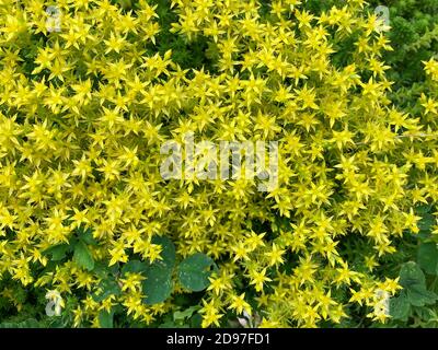 Sedum acre, plante vivace herbacée succulente de la famille des Crassulacées. Petites fleurs jaunes couvrant le sol, une fleur sauvage. Grès naturel Banque D'Images