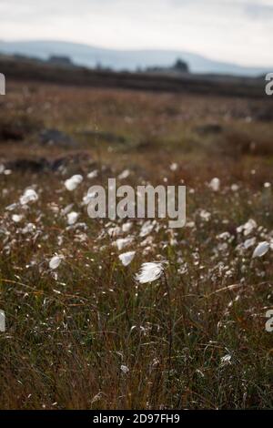 Coton Grass on the Moor dans Sutherland Banque D'Images