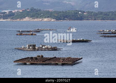 Paysage marin d'un bateau naviguant entre des plates-formes de moules appelées batea. Paysage marin. RIAS Baixas, Galice, Espagne Banque D'Images