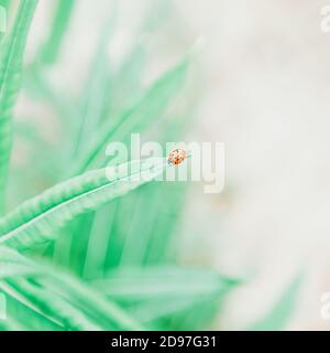 Coccinelle assise sur une feuille verte sur un fond pastel. Ton, espace de copie Banque D'Images