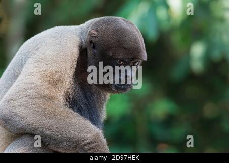 Singe laineux brun également connu sous le nom de singe laineux commun ou de Humboldt (singe laineux Lagothrix lagotricha), l'état d'Amazonas, Brésil Banque D'Images