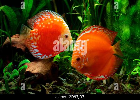 Discus (Symphysodon aequifasciatus) sang de pigeon rouge dans l'aquarium