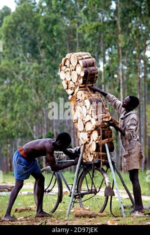 Malawi : les marchands de bois de chauffage coupent le bois et les emprennent sur leurs bicyclettes pour les marchés de Lilongwe/Malawi Banque D'Images