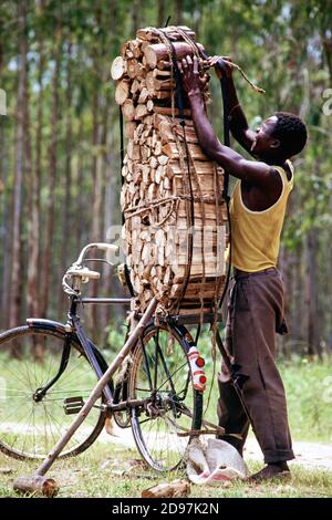 Malawi : les marchands de bois de chauffage coupent le bois et les emprennent sur leurs bicyclettes pour les marchés de Lilongwe/Malawi Banque D'Images