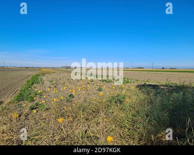 Autriche, champs récoltés et un champ avec des citrouilles pour l'extraction de pétrole, le village de Reisenberg en arrière-plan Banque D'Images