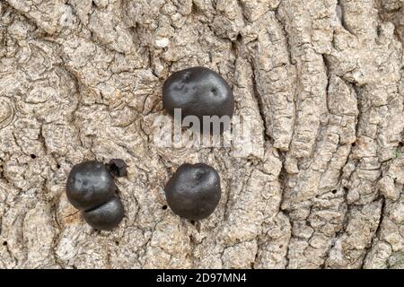 Le champignon du charbon, les billes de carbone, les gâteaux King Alfreds ou le champignon de départ de feu (Daldinia concentricia). Sur l'écorce d'un frêne mort (Fraxinus excelsior), Banque D'Images