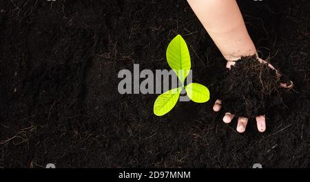 Vue de dessus d'un petit plantule vert jeune arbre en sol noir sur les mains de l'enfant qu'il plante, concept de pollution mondiale, Save Earth Day et Hand env Banque D'Images