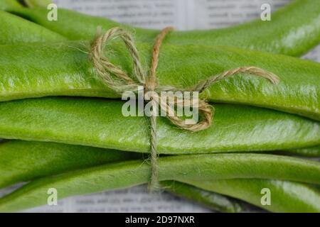 Phaseolus coccineus 'Firestorm'. Grains de course maison fraîchement cueillis sur une table de jardin. ROYAUME-UNI Banque D'Images