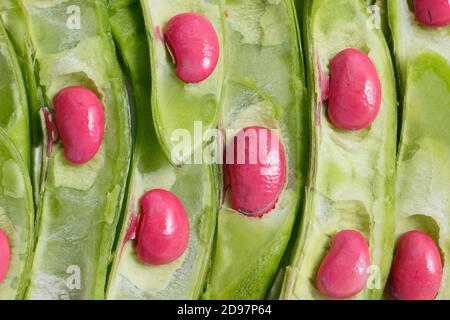 Phaseolus coccineus. Gousses de haricots en tranches ouvertes pour révéler les graines. Banque D'Images