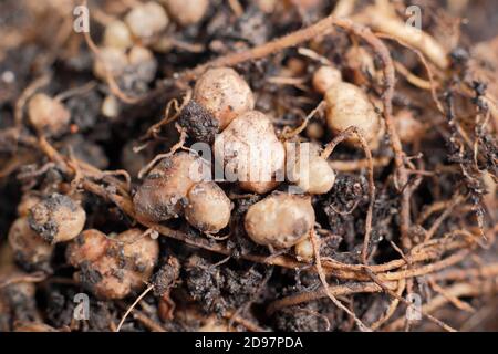 Les nodules fixants à l'azote dans le système racinaire d'une plante de haricots se sont développés en relation symbiotique avec les bactéries du sol, les rhizobiums. Banque D'Images