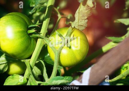 Les tomates vertes sont accrochées à une tige dans le jardin. Cultiver des légumes naturels sans pesticides ni produits chimiques. Banque D'Images