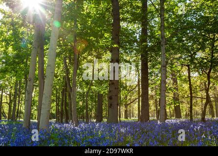 Bluebell bois ou forêt rempli de fleurs bleues et le le soleil brille à travers les arbres au printemps Banque D'Images