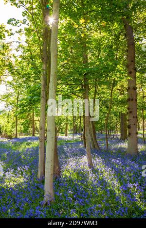 Lumière du soleil brillant, glinting à travers les arbres dans un bois de bluebell ou une forêt remplie de fleurs bleues au printemps Banque D'Images