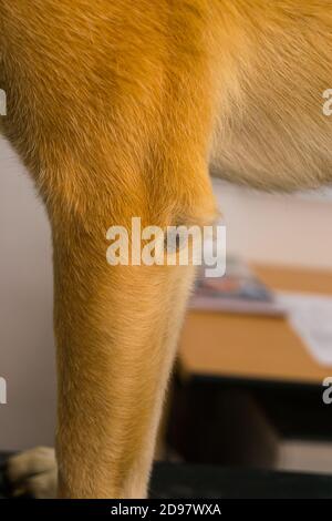 Callus pyoderma du coude chez un chien de deux ans. Bien que le chien avait une literie douce, il a choisi de passer du temps allongé sur un feu de métal s'échapper pendant le Banque D'Images
