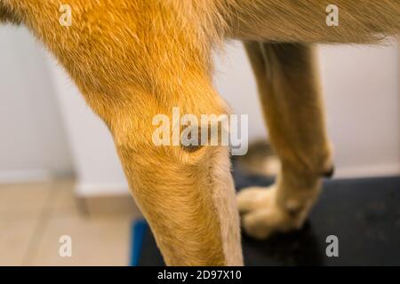 Callus pyoderma du coude chez un chien de deux ans. Bien que le chien avait une literie douce, il a choisi de passer du temps allongé sur un feu de métal s'échapper pendant le Banque D'Images