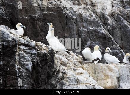 Gannets sur Bass Rock à North Berwick en Écosse Banque D'Images