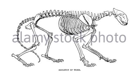 Squelette d'un tigre, illustration vintage de 1893 Banque D'Images