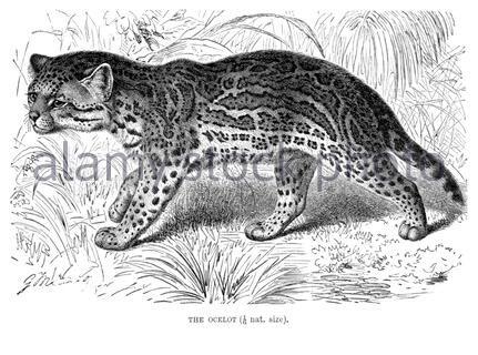 Ocelot, illustration ancienne de 1893 Banque D'Images