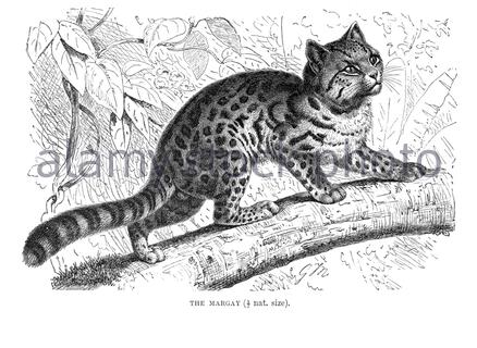 Margay, illustration ancienne de 1893 Banque D'Images