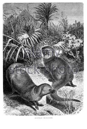 Mongoose égyptien, illustration vintage de 1893 Banque D'Images