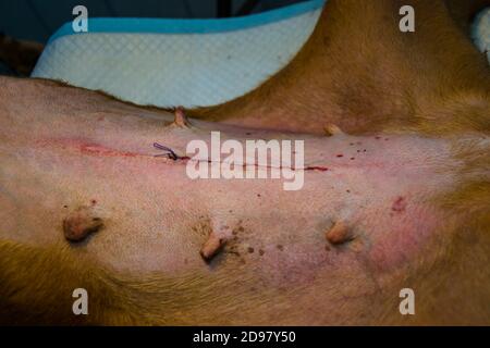 la peau suturée après une chirurgie d'ovarioshystérectomie chez le chien Banque D'Images