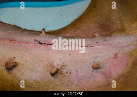 la peau suturée après une chirurgie d'ovarioshystérectomie chez le chien Banque D'Images